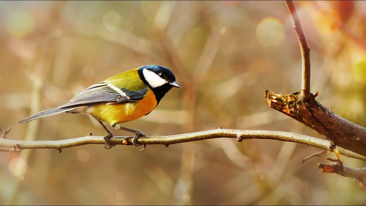 Forest Sounds with Birds Chirping | Deep Relaxation