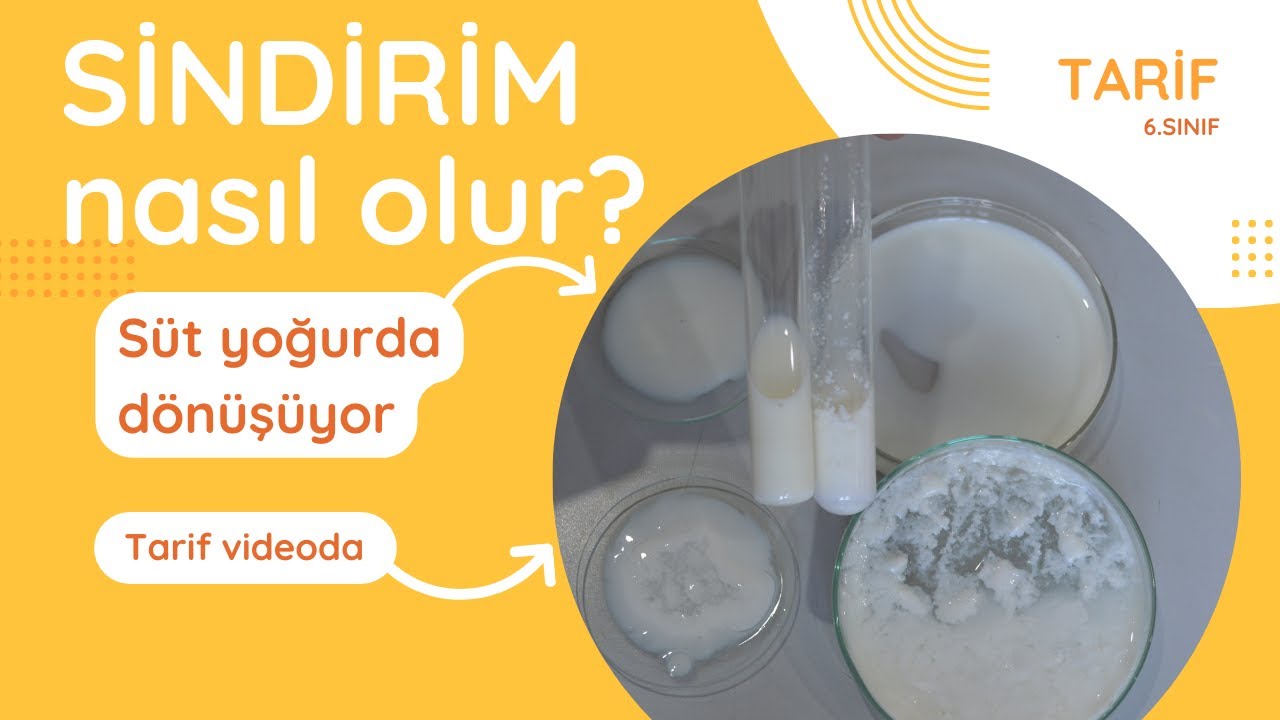 SİNDİRİM nasıl oluşur? DIGESTION Proteinlerin Sindirimi Lise ve Ortaokul Deneyleri Kurtuluş ATLI