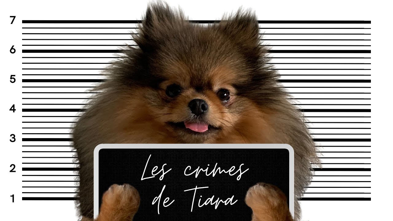 🐶 Quelles sont les b&ecirc;tises du Spitz Nain ? 🐾 : ✦ 100% #POMERANIAN #chihuahua #loulou de Pom&eacute;ranie