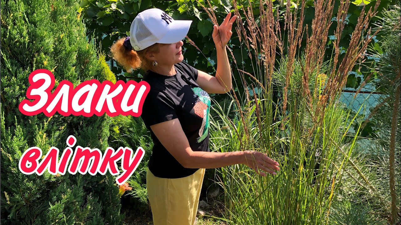 ЗЛАКИ влітку.Без догляду.Які бувають.Де посадити.Чому в горщиках?Сад.Дача.