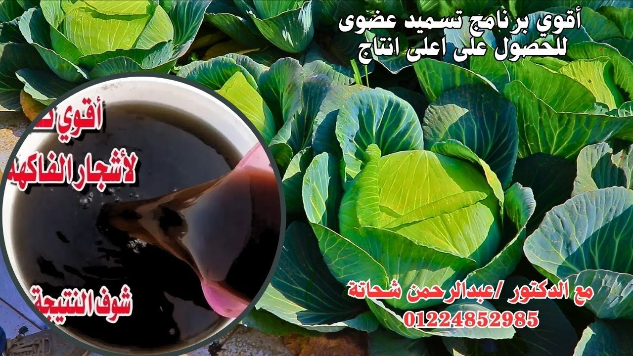 تعالى هأعلمك ازاى تعمل اقوى تسميد عضوي يخلى الكرنب ينفجر بأعلى انتاج الحلقة الثانية من زراعة الكرنب