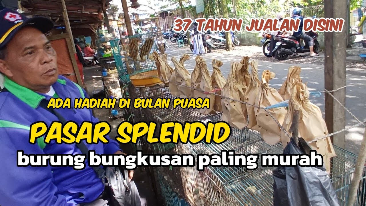 SATU SATUNYA PENJUAL BURUNG BUNGKUSAN PALING MURAH DI PASAR SPLENDID