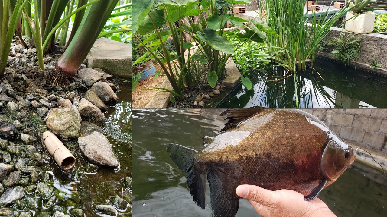 Filtro biológico completo para criação de peixes, com custo zero.