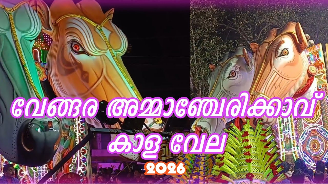 വേങ്ങര അമ്മാഞ്ചേരിക്കാവ് കാള വേല 2026 | Kaala vela festival 2026. Valluvanad festival 