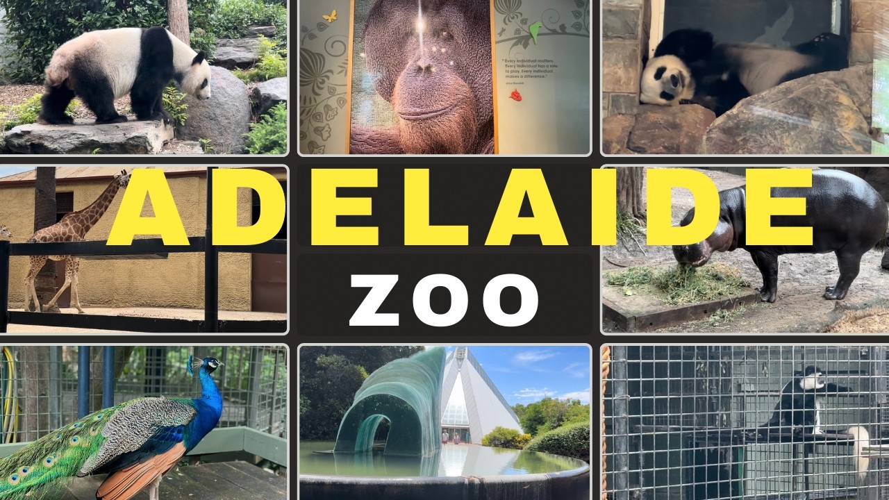 Exploring Adelaide Zoo - South Australia | Australia 