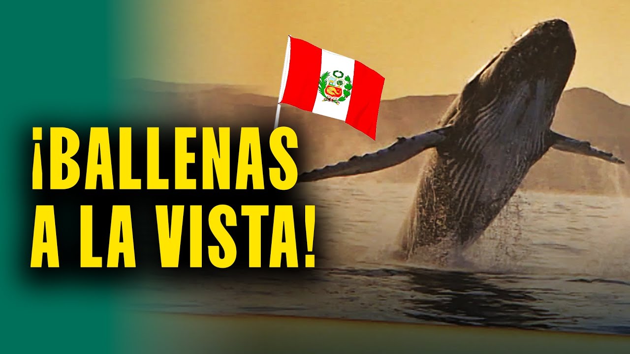 Ballenas a la vista: Un espectáculo en el mar peruano