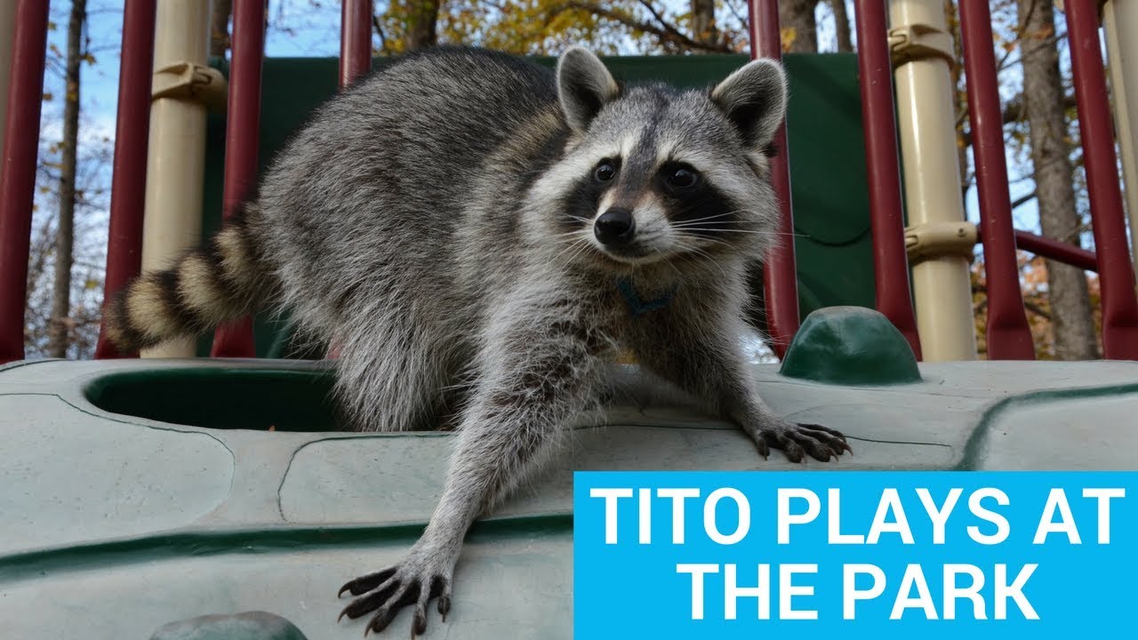 Tito The Raccoon Plays at the Park