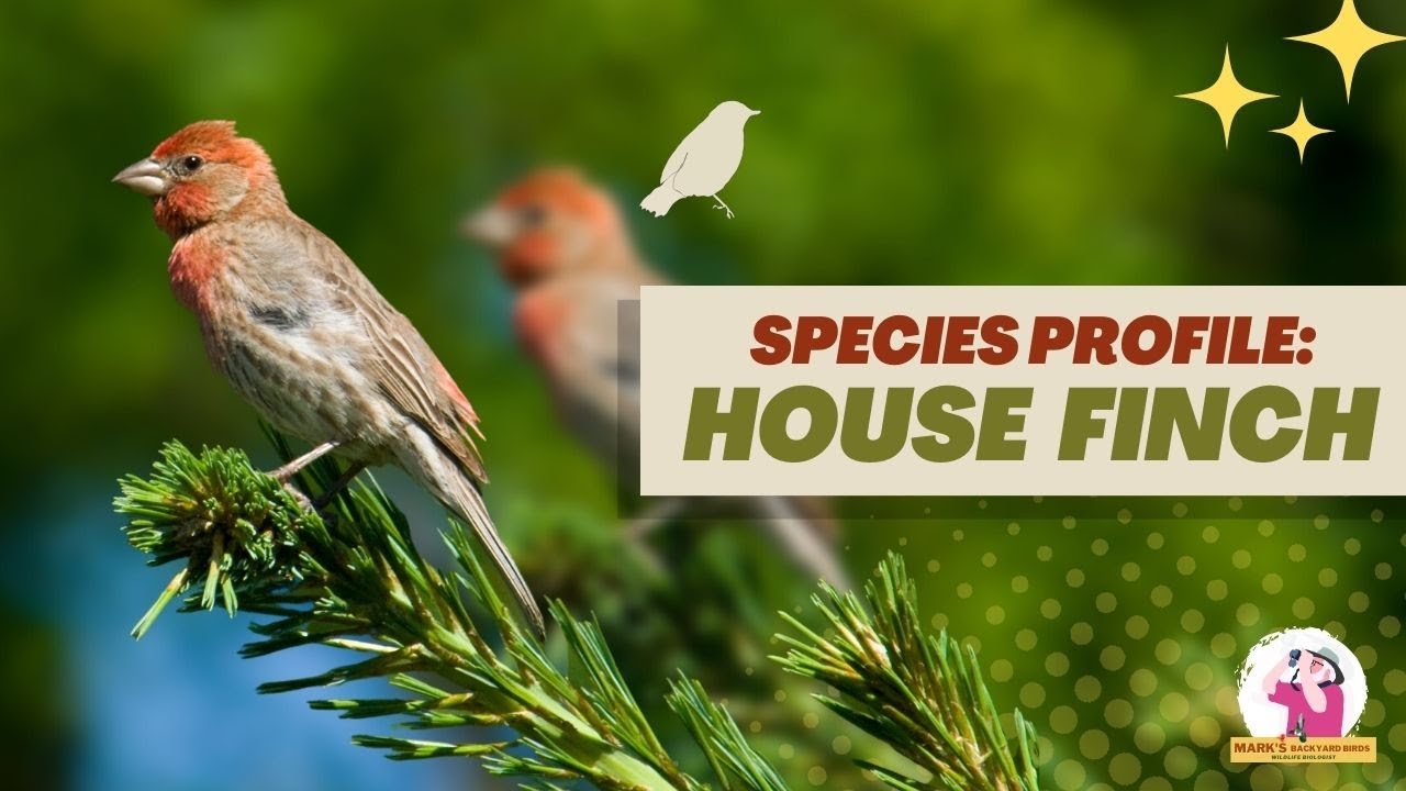 Species Profile: House Finch