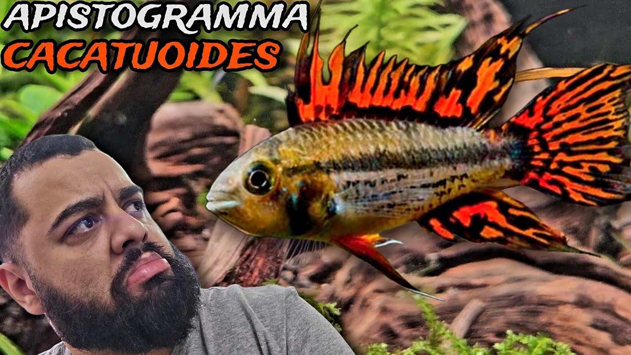 ESSE CICL&Iacute;DEO AN&Atilde;O &Eacute; UM DOS MAIS BONITOS QUE EXISTEM! - APISTOGRAMMA CACATUOIDES