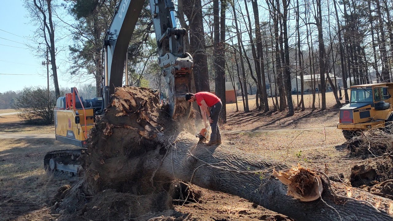 No Room For Error! Massive Trees With Power Lines And A Road!