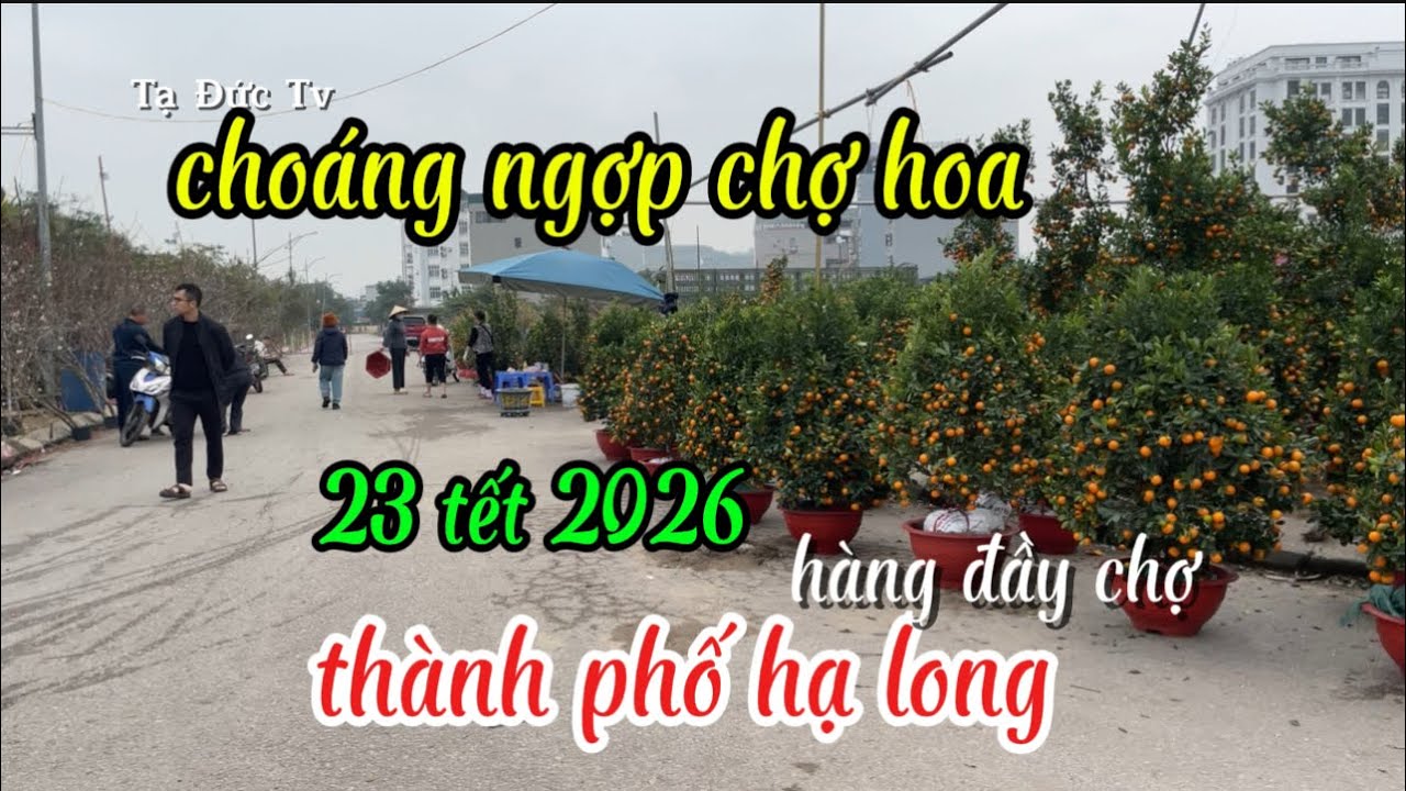 choáng ngợp đào mai quất tại hạ long