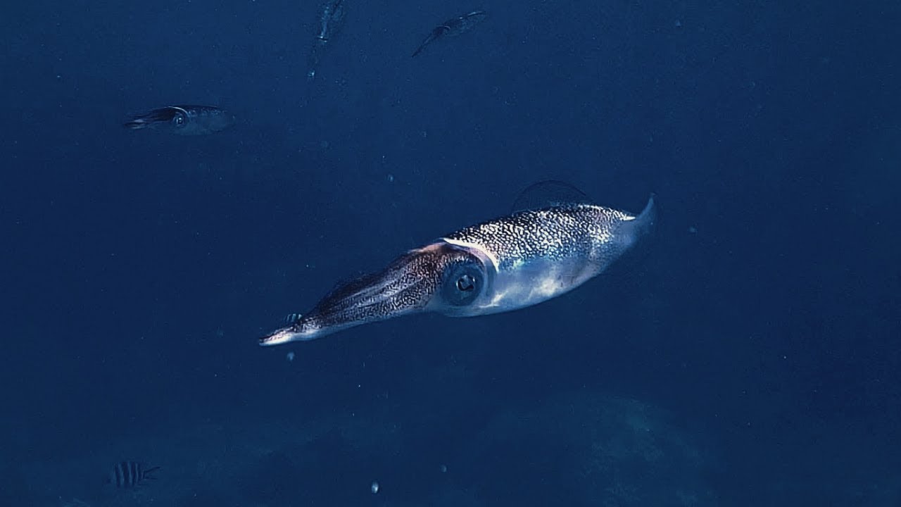 Diving the Seychelles: Praslin, La Digue, Mahé