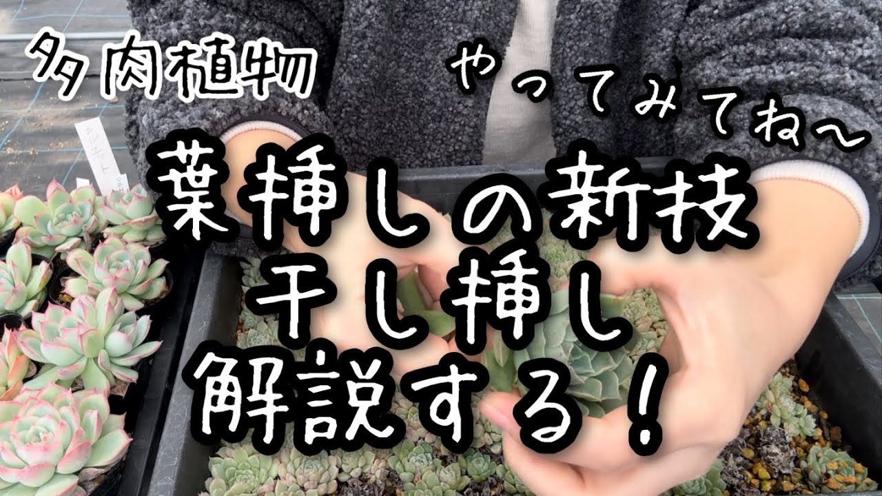 【多肉植物】多肉を増やす。葉挿しの新技見つけた！