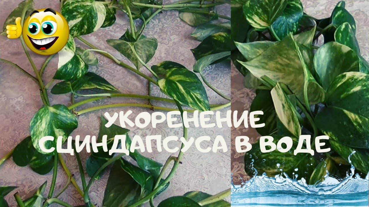 Укоренение сциндапсуса(эпипремнума) в воде промежуточными  узлами