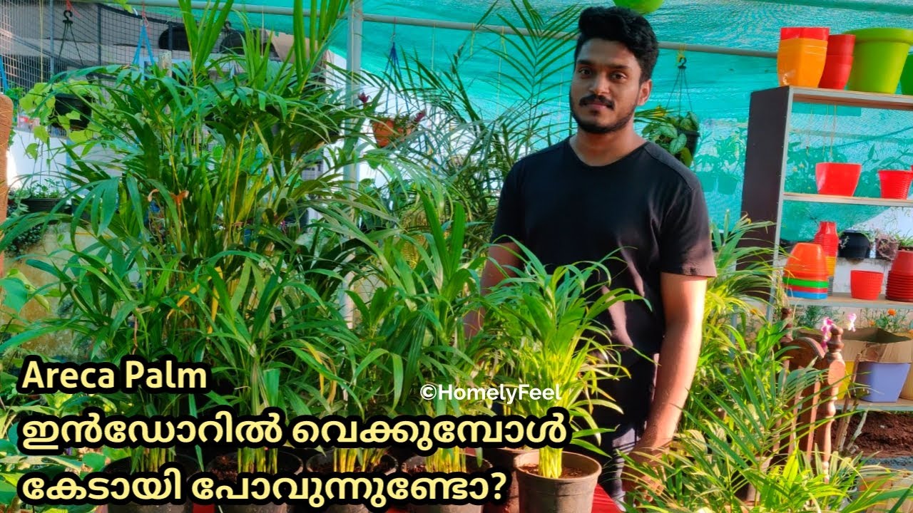 Areca Palm is Getting Damaged while Keeping Indoors? | Solutions in Malayalam | Homely Feel | Diyab