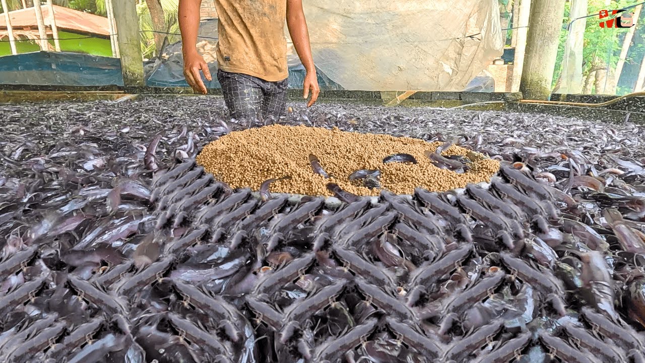 RUMAH IKAN:  MEMELIHARA IKAN LELE LIAR!