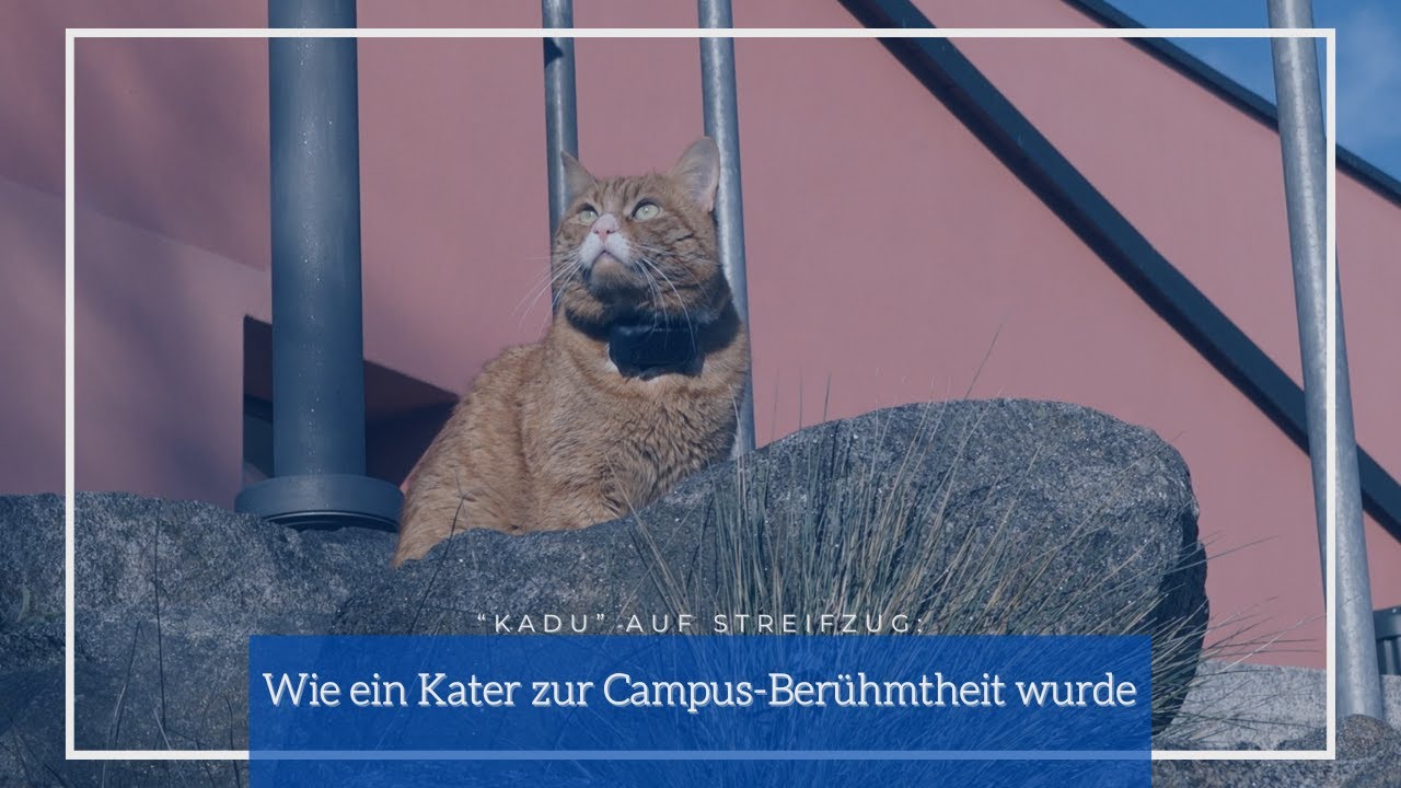 „Kadu“ auf Streifzug: Wie ein Kater zur Campus-Berühmtheit wurde