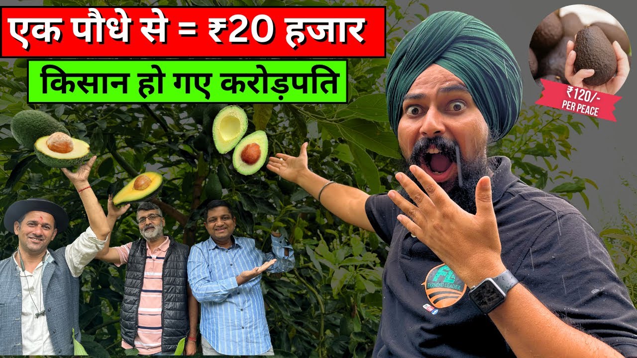 1200रू Kg बिकने वाले एवोकाडो से कमाये करोड़ो 💸 || Hass Avocado Fruit Farming in India 🥑