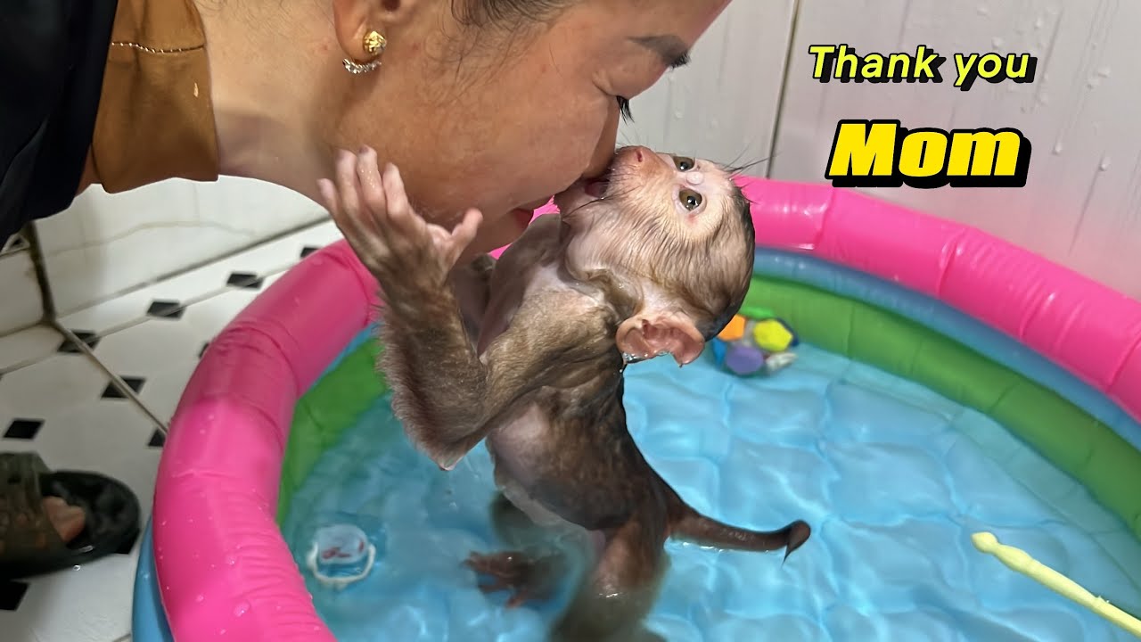 Tina the monkey expressed special gratitude to her mother when she received a gift.