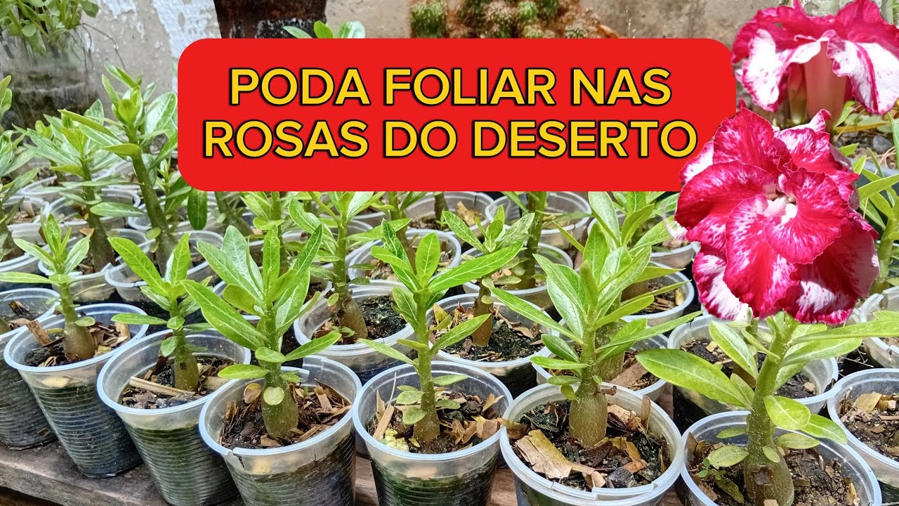 PODA FOLIAR E SEUS BENEFÍCIOS 