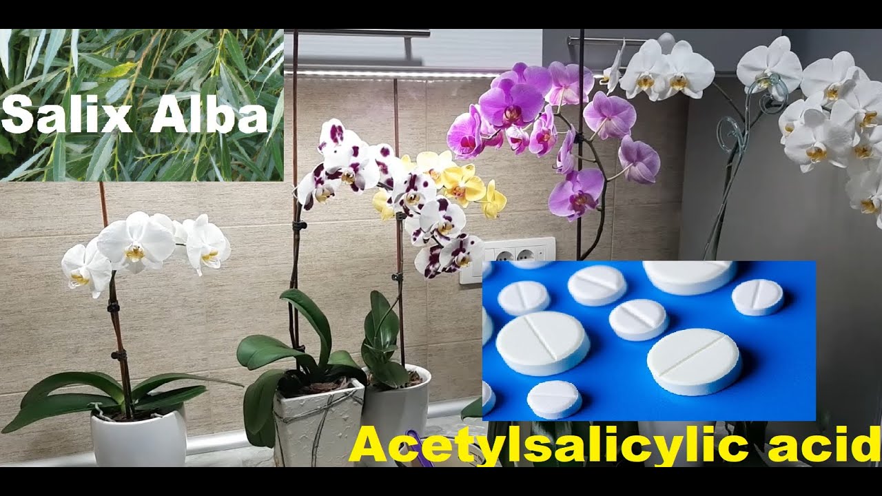 Как ускорить рост корней и листьев орхидей (Salix alba - ацетилсалициловая кислота)