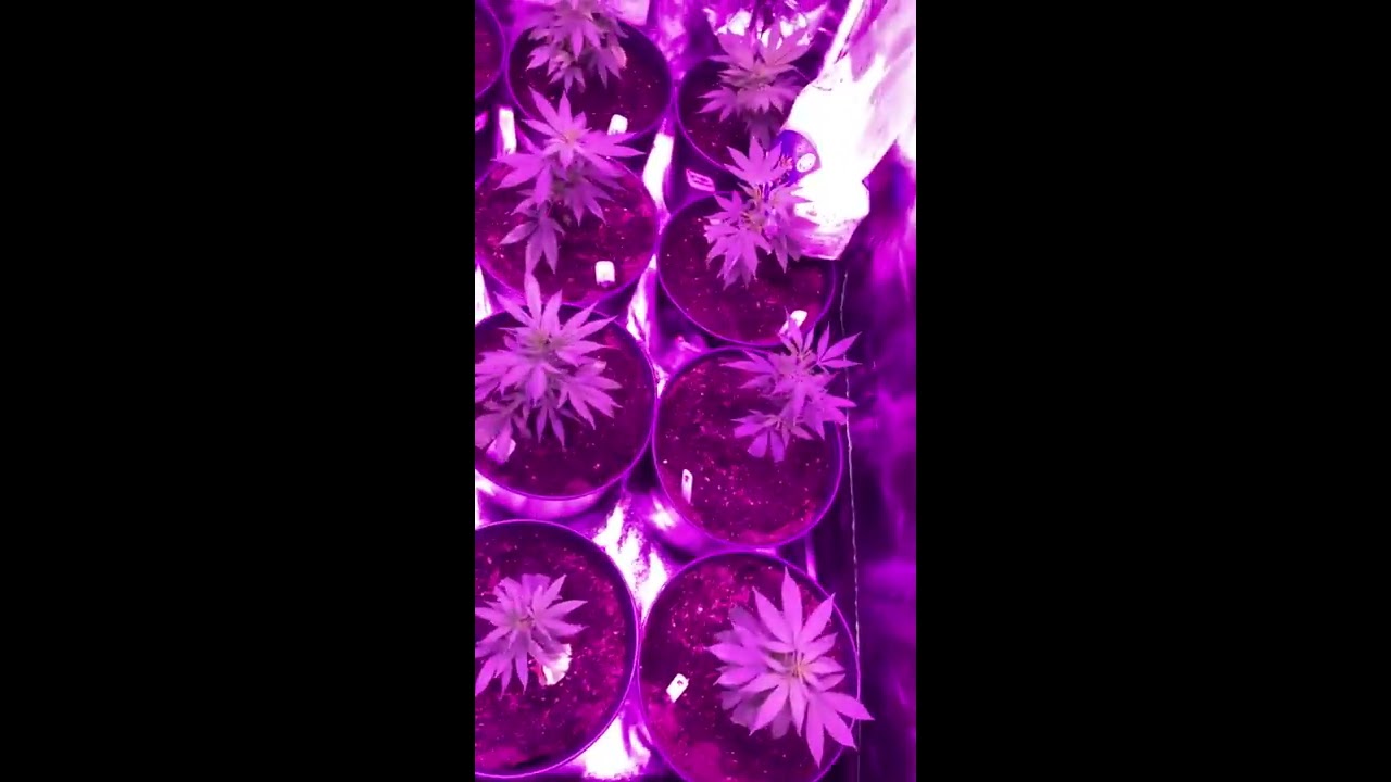 INDOOR GROW 2018 MORSEN 2400 watt LED AND 2 400 WATT MARS HYDRO LED 4x8 tent and 4 x 4 tent