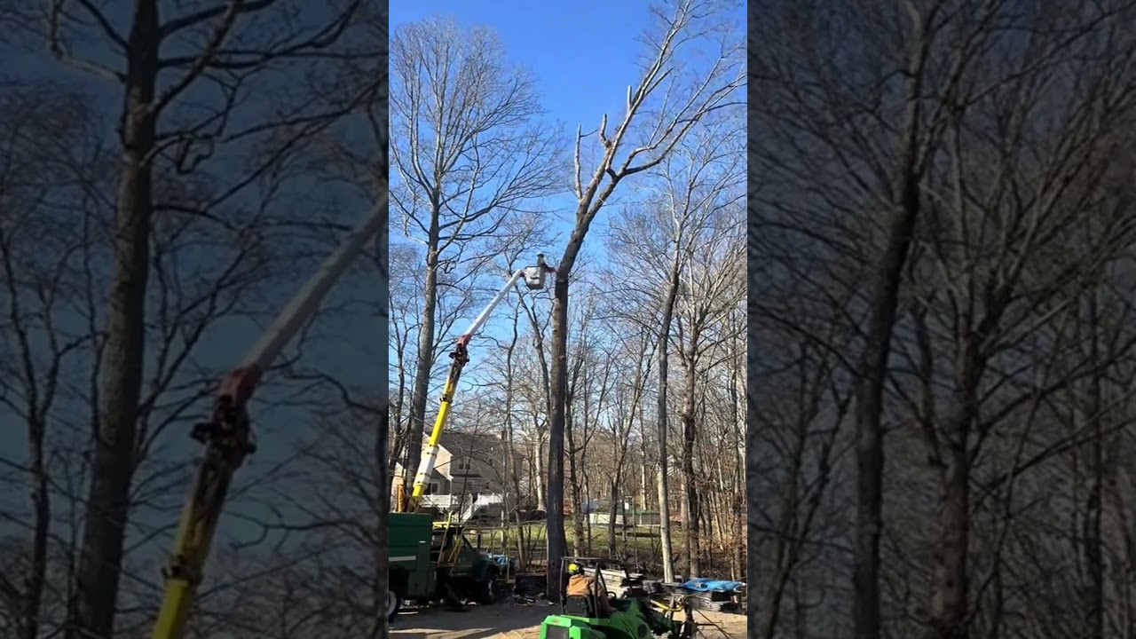 No reach no problem #arblife #treework #treebiz #treeguy #certifiedarborist #bluecollar #fy #fyppp