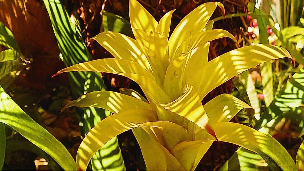 PLANTEI VÁRIOS TIPOS DE BROMÉLIAS NO MEU JARDIM