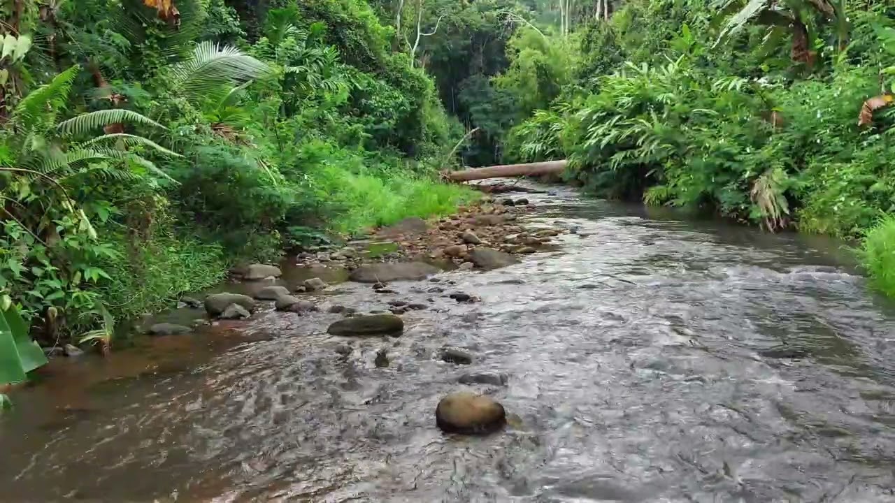 Relaxing Forest Stream with Natural Water Flow for Sleep