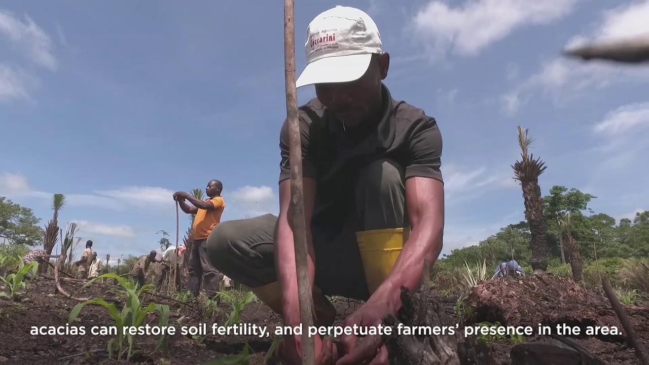 DRC: Promoting sustainable wood fuel production in agroforestry systems