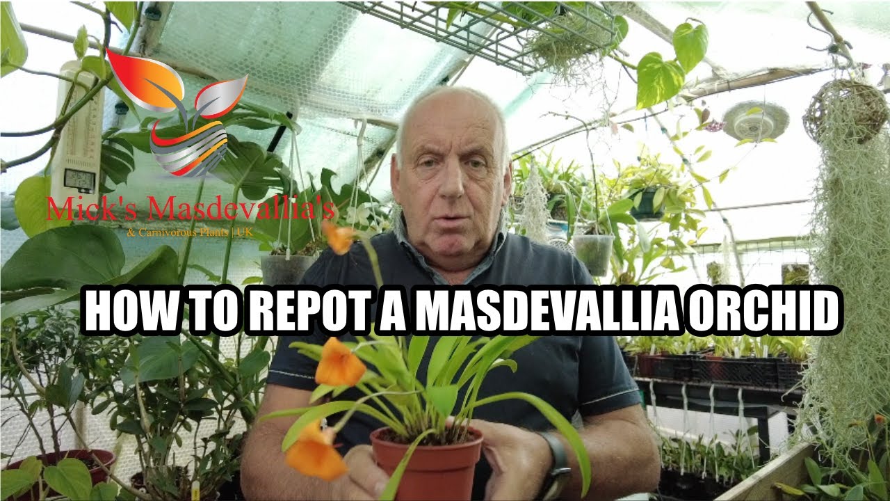 How I repot my masdevallia orchids (119) 