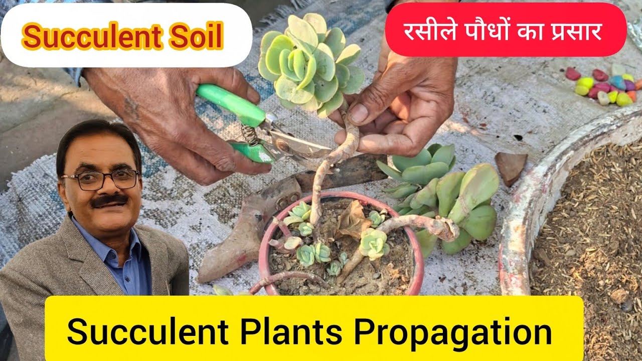 रसीले पौधों के लिए मिट्टी और उनका प्रसार। Succulent Propagation And Soil Mixture Preparation