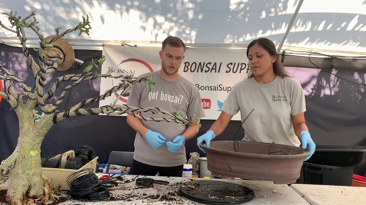 Преображение бонсай из пустынной розы (адениума) — The Bonsai Supply