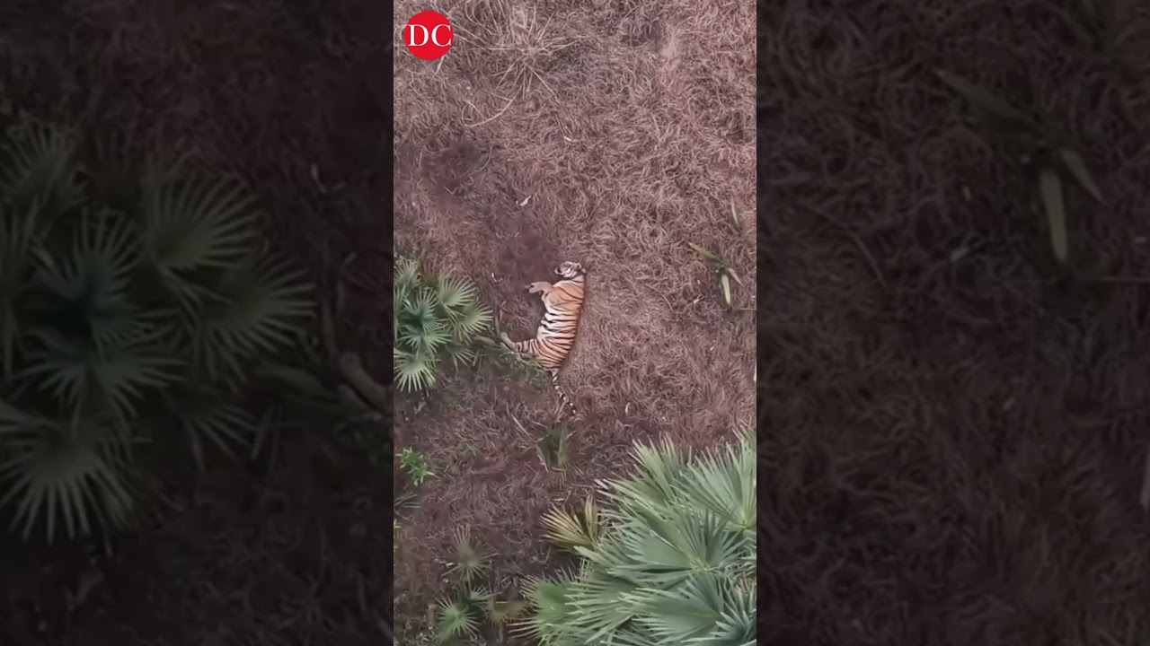 Watch: &lsquo;Explorer&rsquo; the Male Tiger Relaxing At Papikonda National Park Is Adorable