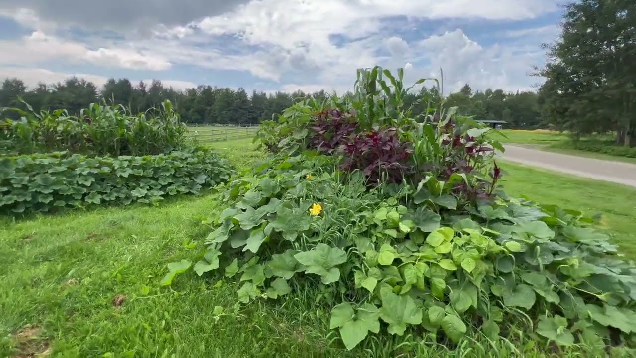 Companion Plants in Hugelkultur Beds: Three Sisters Polyculture