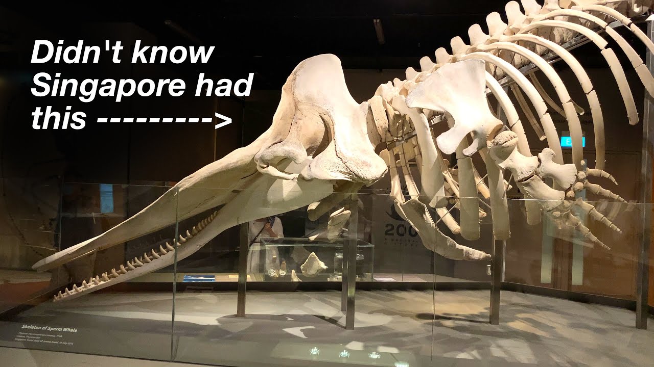 Sketching at the Lee Kong Chian Natural History Museum #SingapoRediscovers