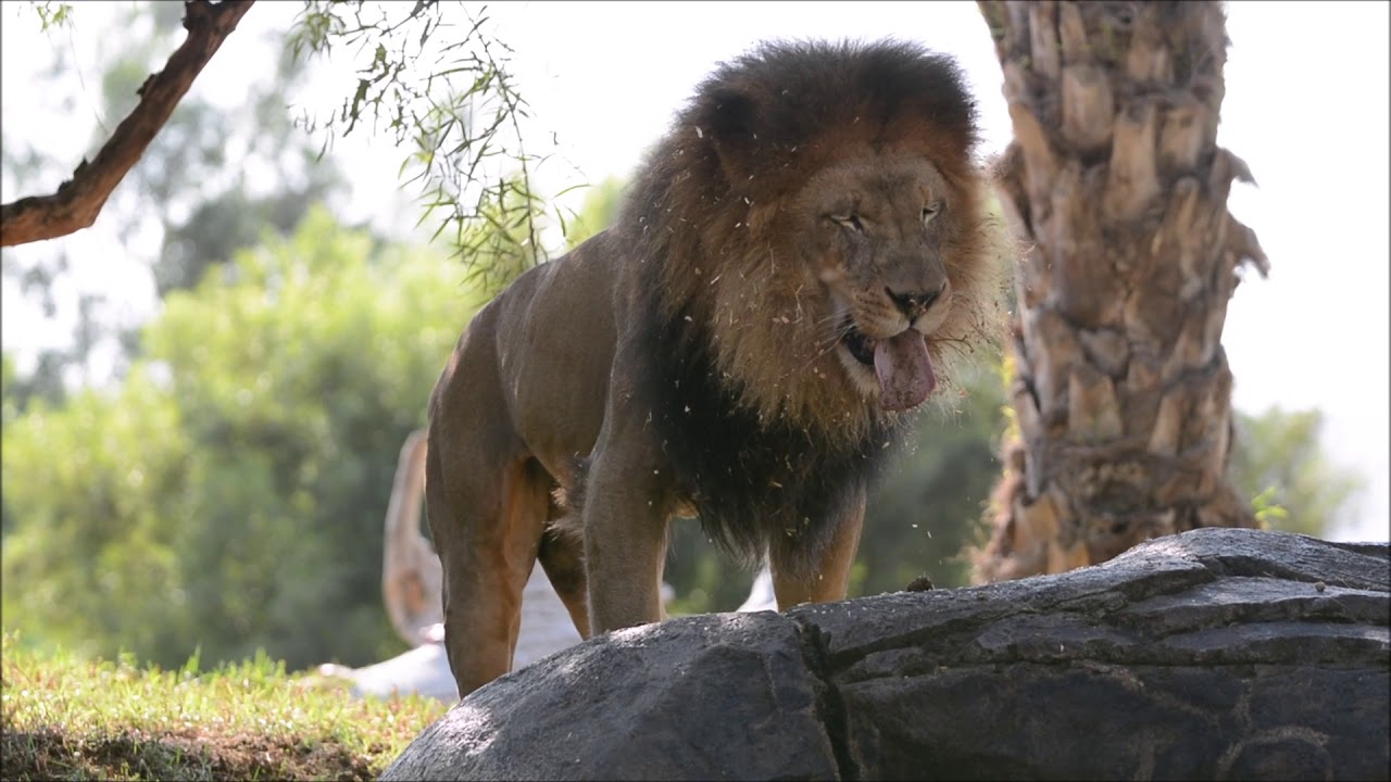 🦁Lion Got Elephant Poop!💩🐘 ~ San Diego Zoo Safari Park ~ 10/17/2020
