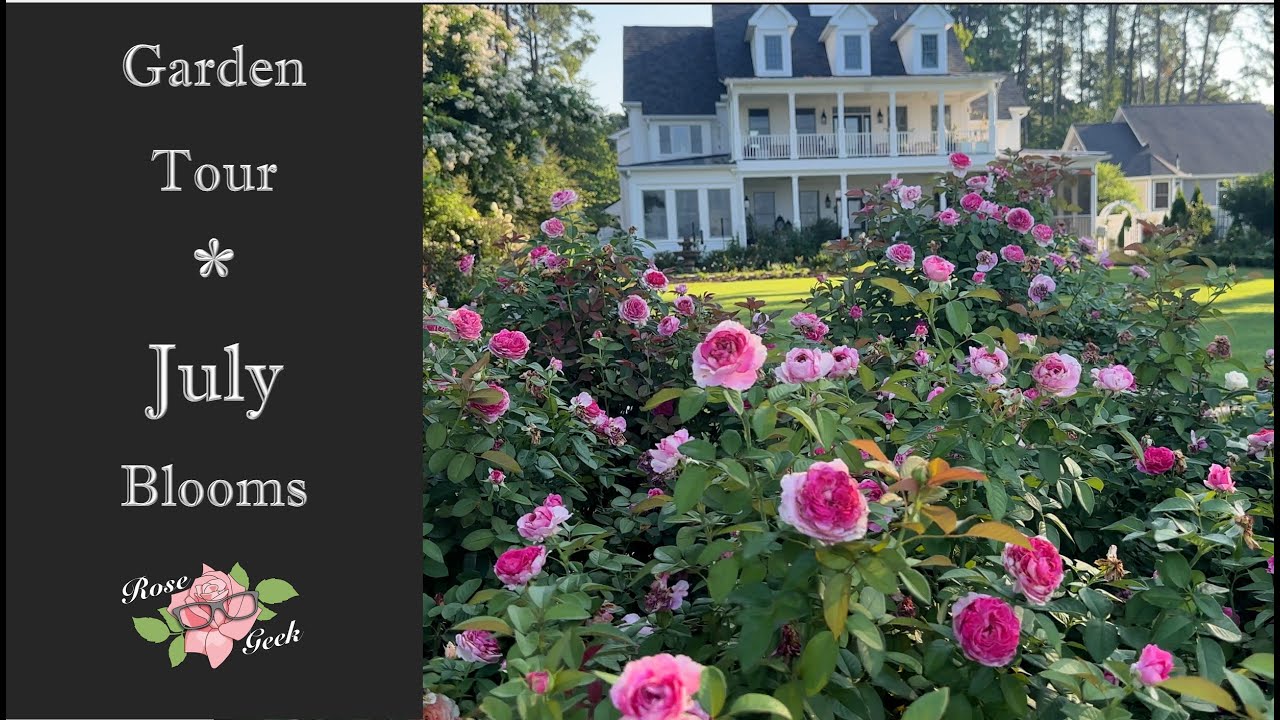 🌹Maryland Zone 8a - What is Blooming in July? / Garden Tour