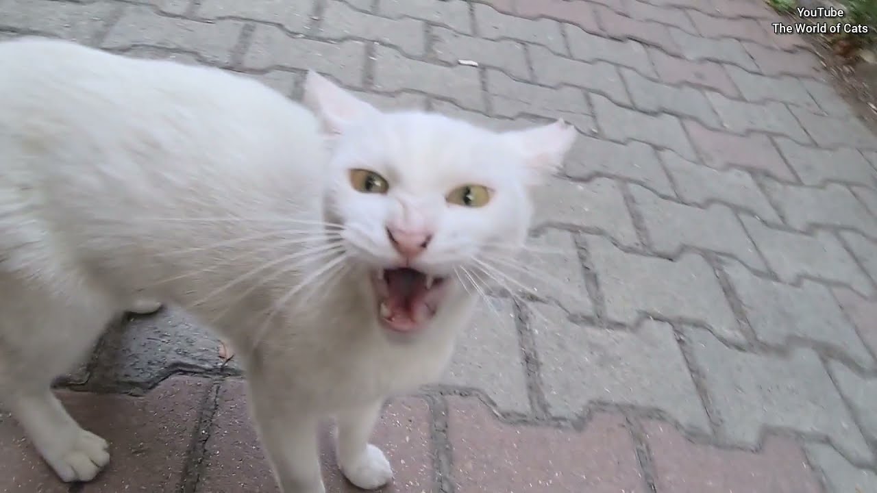 If you want to touch this Angry White Cat, you have to risk injury.