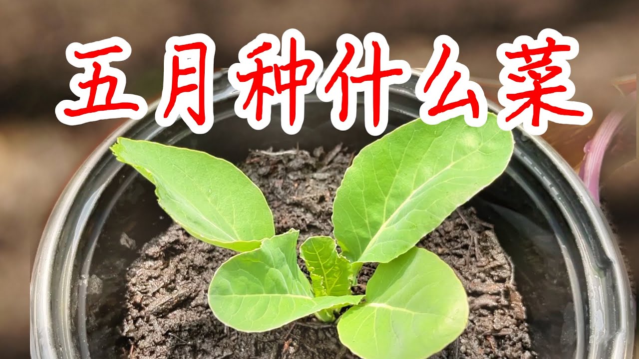 【种植小白必看】5月育苗、移栽、直播种菜指南！如何让小苗活下来？