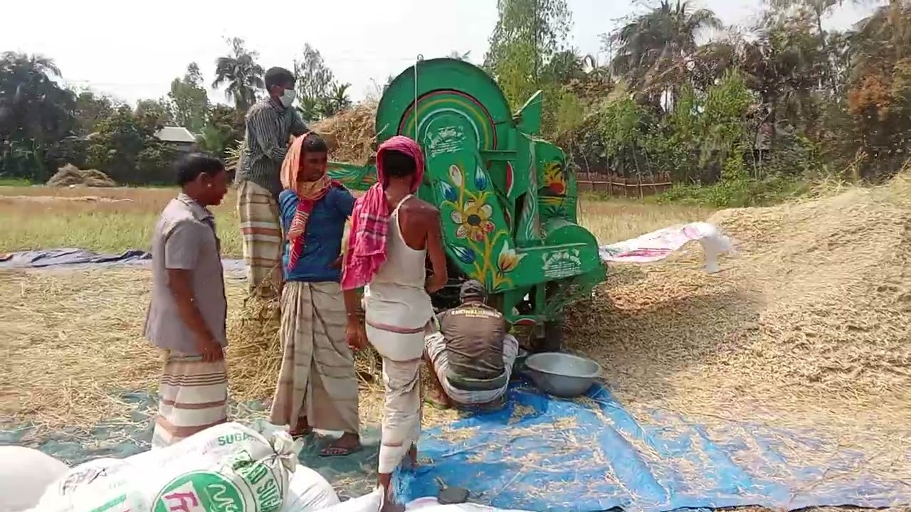 সরিষা মাওলার মেশিন #সরিষা মোল্লার নতুন টেকনিক #সরিষার ফলন #সরিষার বাজারজাত#সরিষার দাম #ভালো সরিষার 