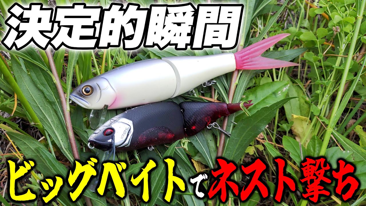 ビッグベイトでネスト撃ちしても良い理由【タイニークラッシュ/スポーニング期の春のバス釣り】