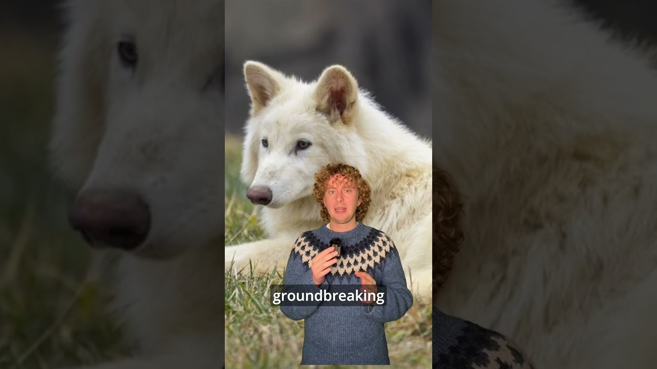 Did scientists genetically engineer the extinct dire wolf or give gray wolf offspring its features?