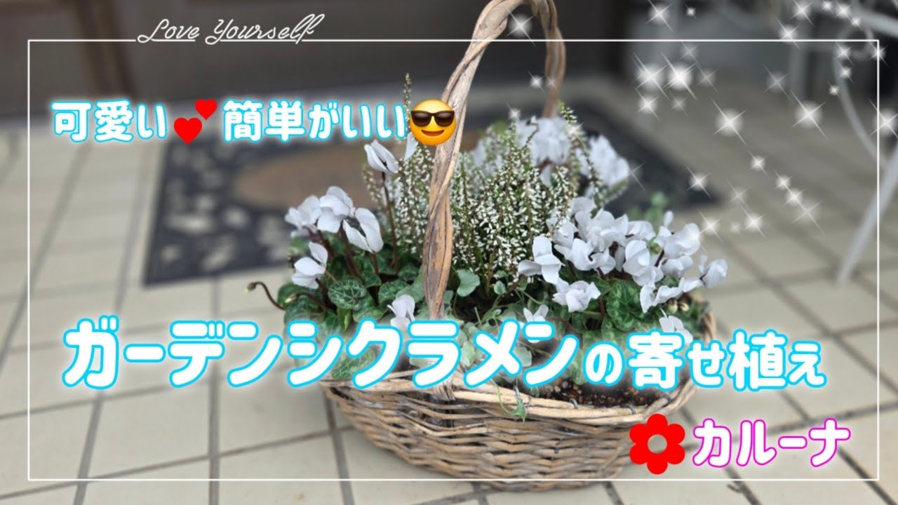 Белый — это стильно 😆【Посадка садовых цикламенов】💜 Есть и фиолетовые 😊 Я рада, что температура по...