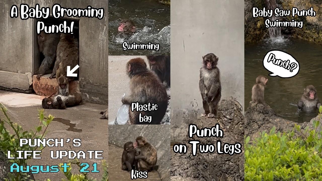 🐒 August 21 |A Baby Groomed Punch! So Cute! 🙉 | UPDATE