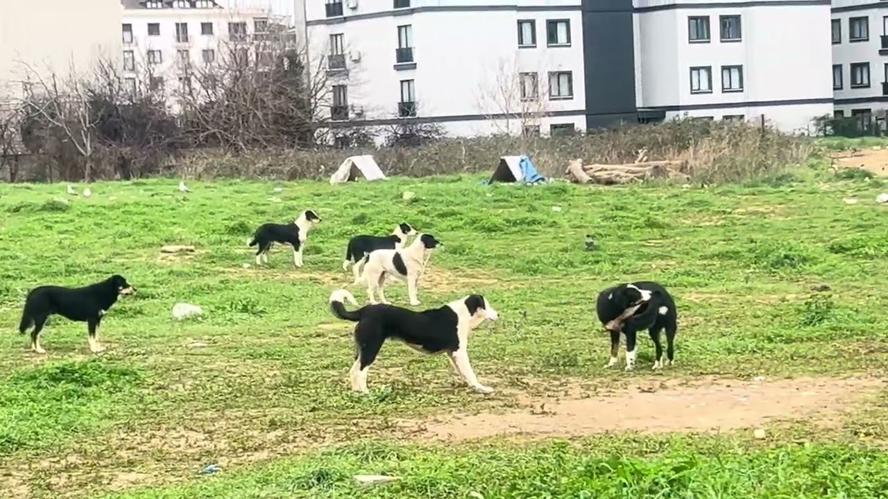 Yavruları korumak için hepsi saldırıya geçti 