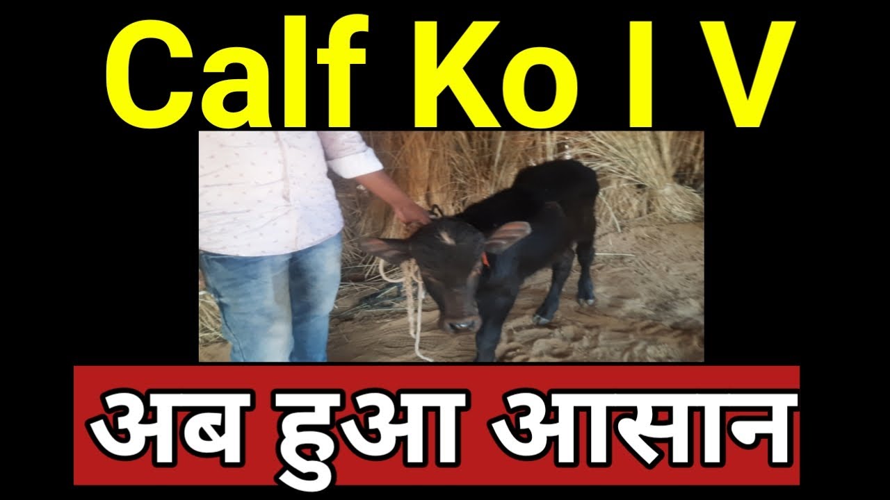 Buffalo Calf ko I V Injection kaise lagaye भैंस के बच्चे को I V इंजेक्शन कैसे लगाते हैं