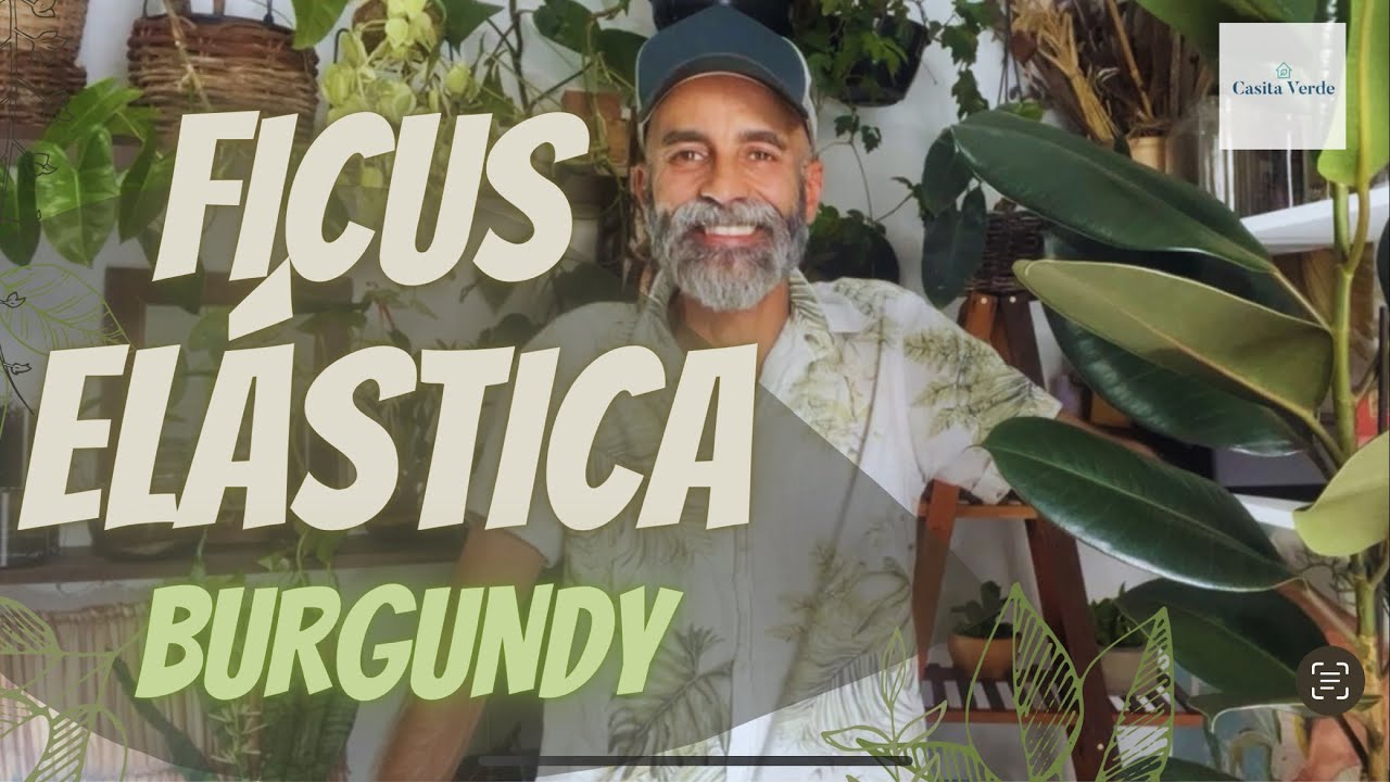 Ficus Elástica Burgundy - melhor ambiente, como regar, adubar, tirar mudas e outras dicas valiosas!