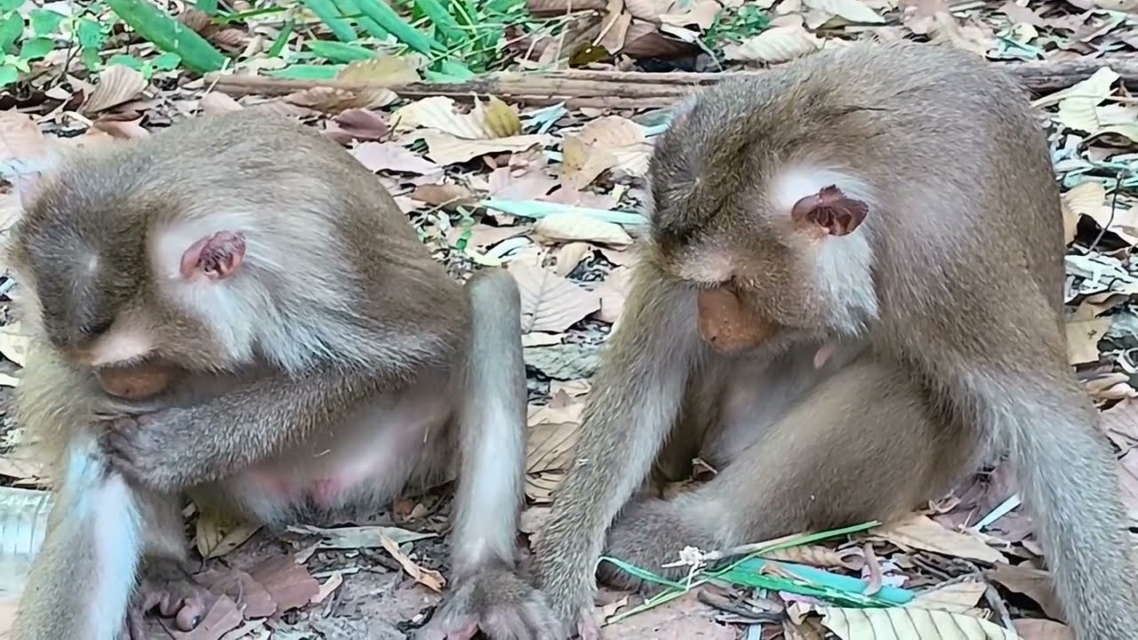 Heartwarming Monkey Family Moments You Won&rsquo;t Believe!