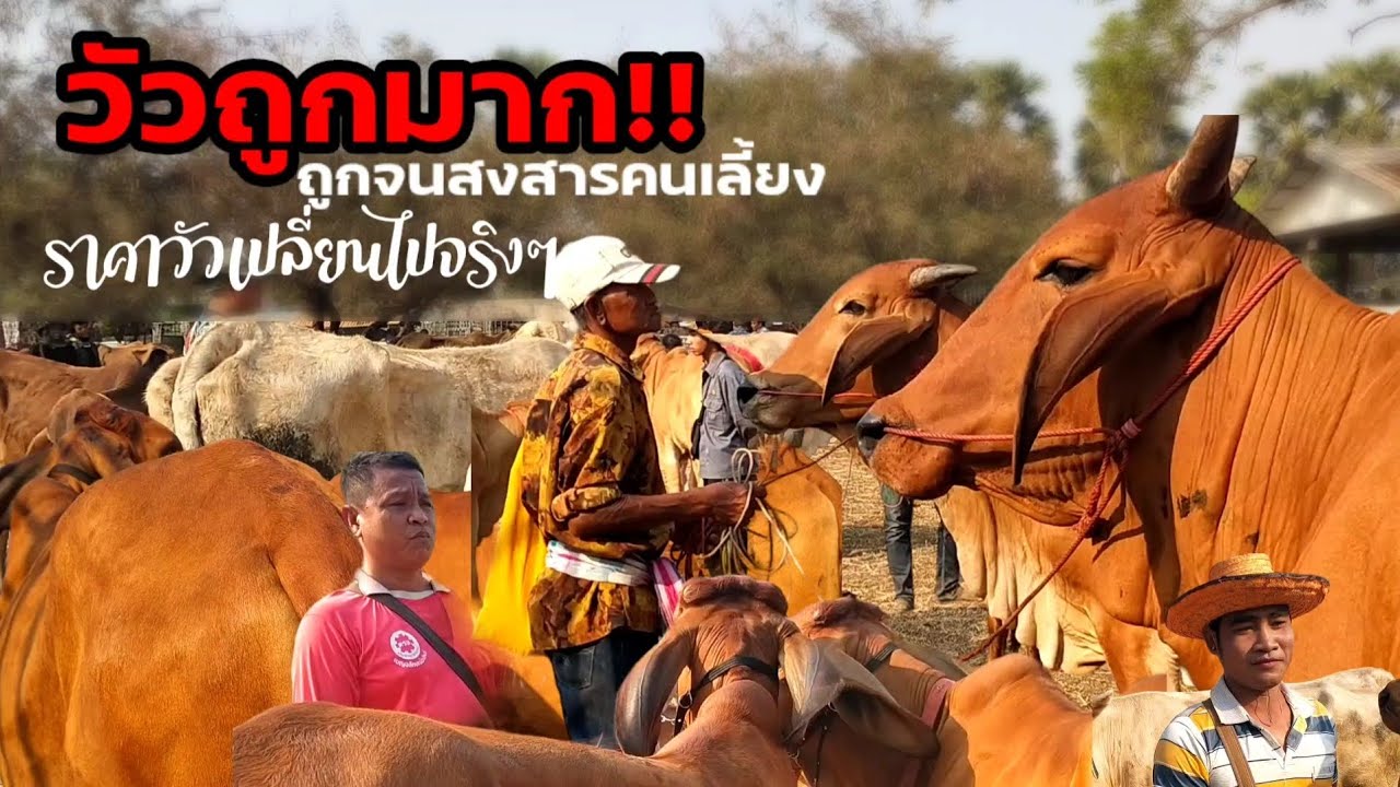 วัวถูกมาก สงสารคนเลี้ยงที่ต้องจำใจขาย สำรวจราคาวัวตลาดโคกระบือแยกการช่างกันทรลักษ์